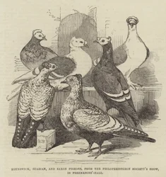 Brunswick, Suabian i Saxon Pigeons, z pokazu Philoperisteron Society, w Freemasons